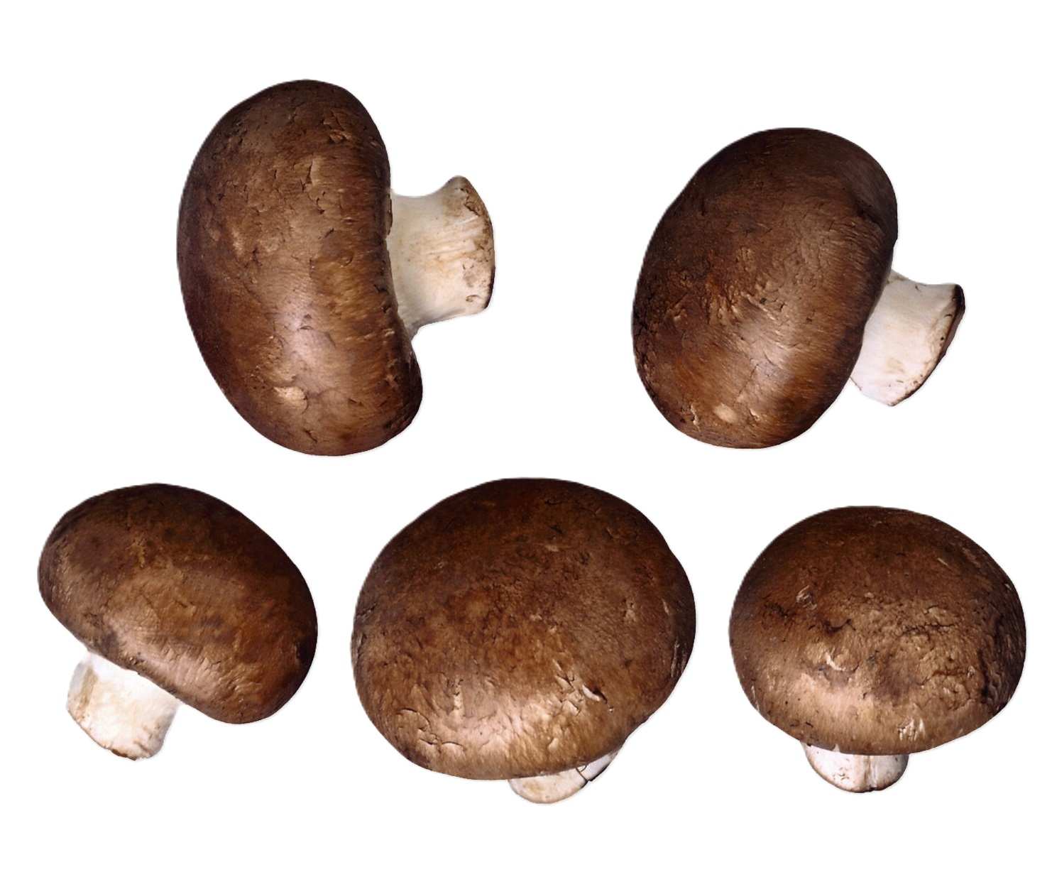 MUSHROOM AROMA HOLLAND  KG