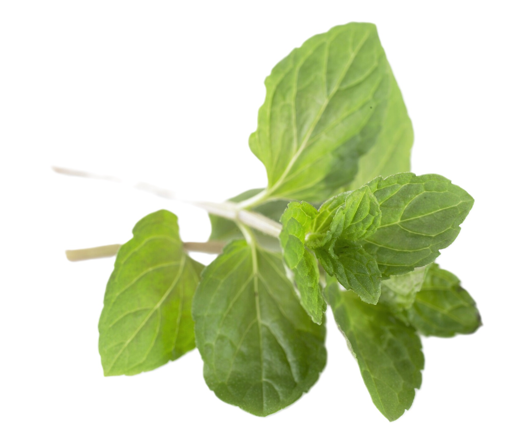 MINT HERBPLANT          PCS