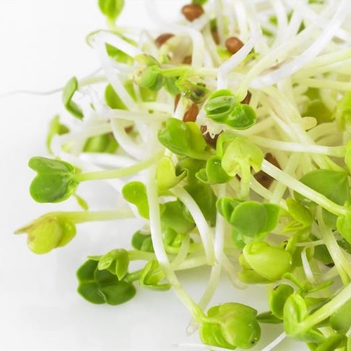 RADDISH SPROUTS    PK
