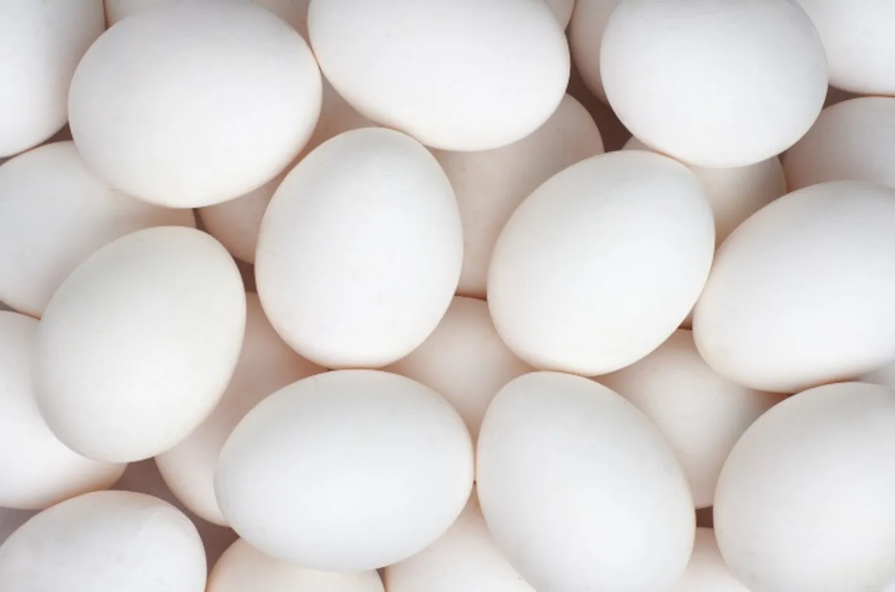 EGG MEDIUM FRITTGÅENDE HØNS 14,3KG