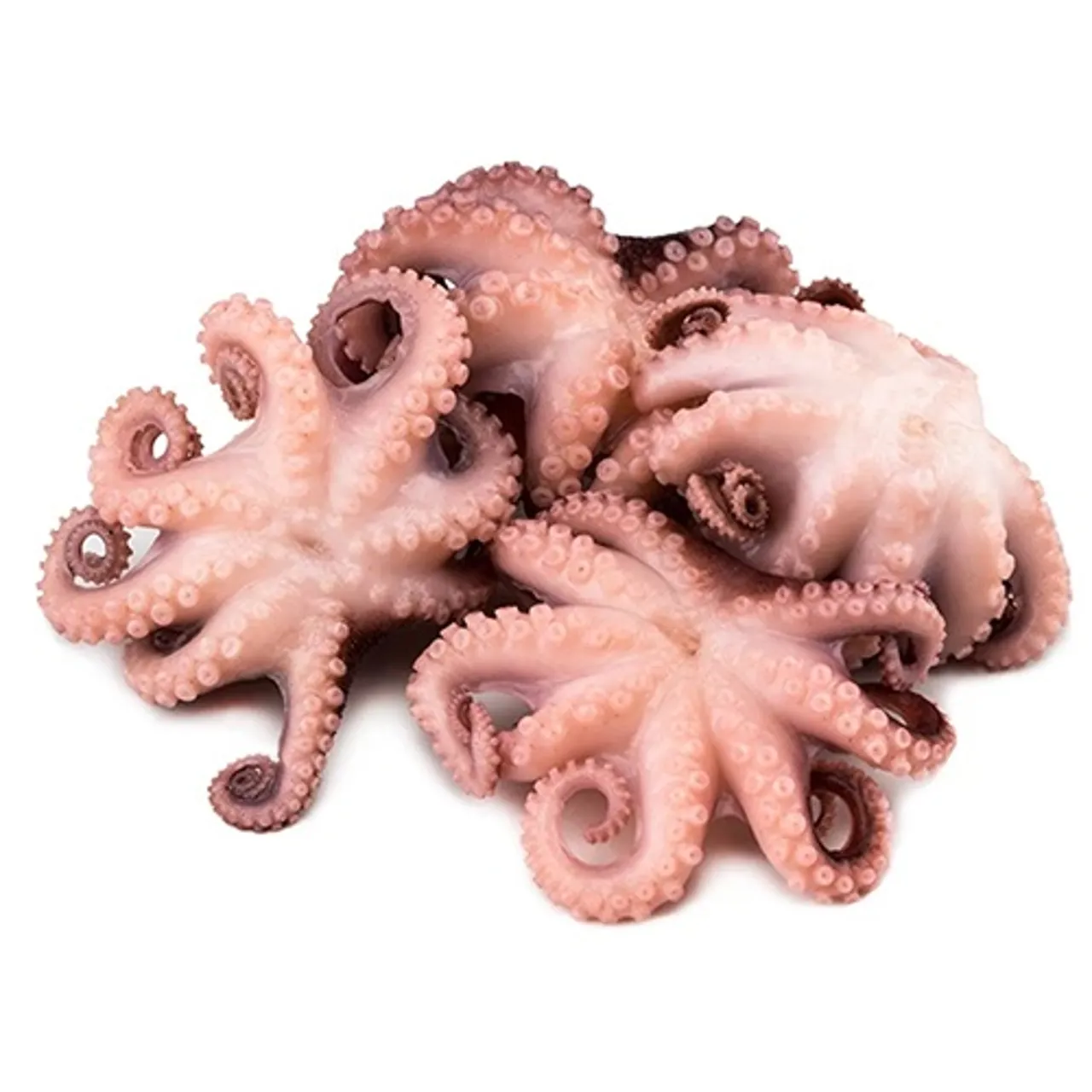 BABY OKTOPUS 40/60 WHOLE CLEANED RÅ 1KG
