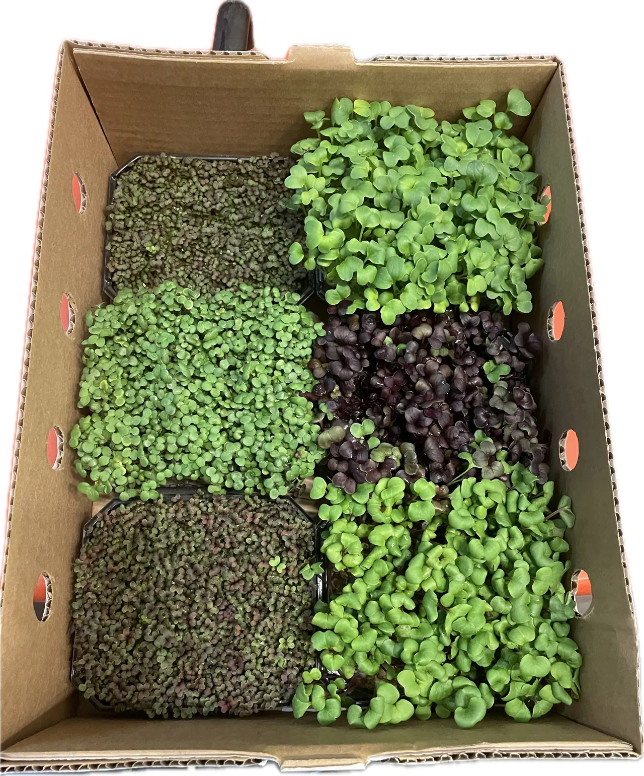 KARSE SAKURA MIX KG