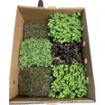 BITTER CRESS SAKURA MIX KG