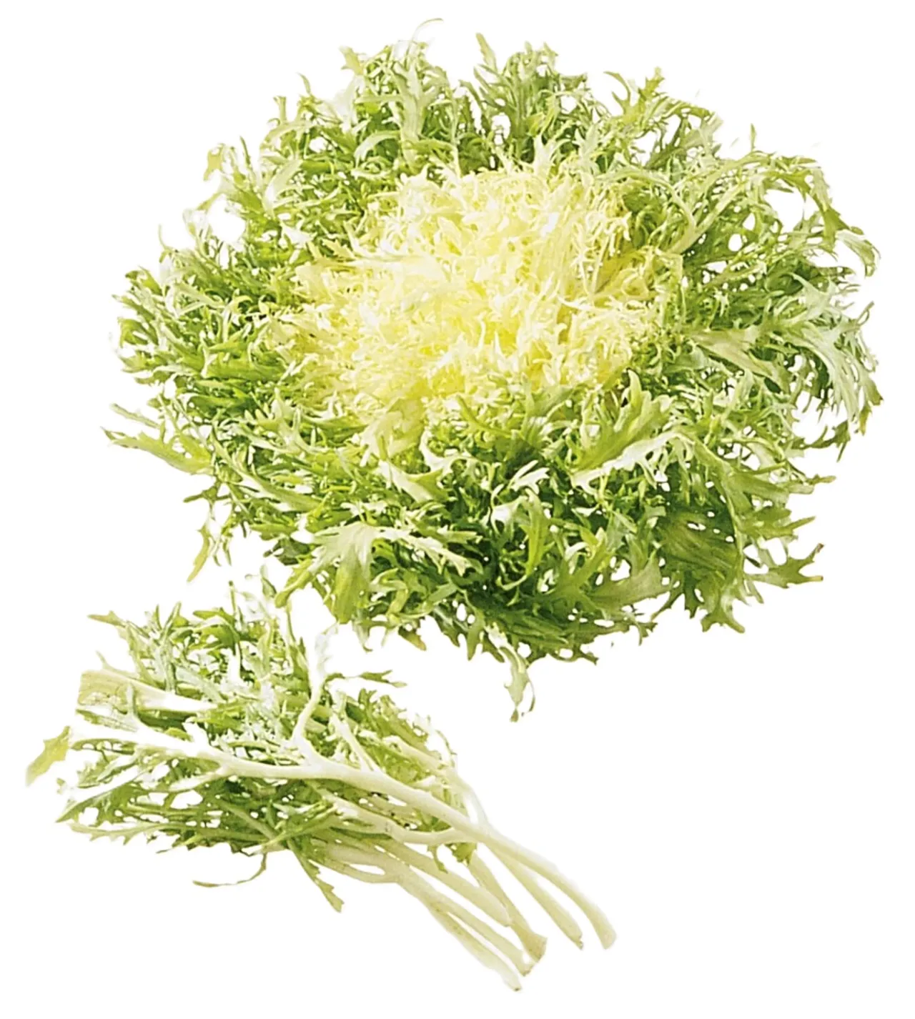 SALAT FRISE STK