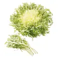 SALAT FRISE STK