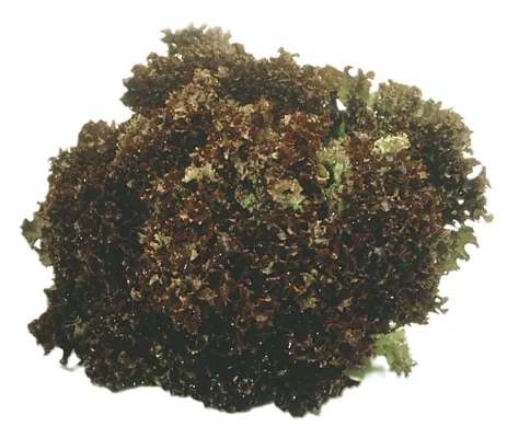 Salat Lollo Rød Stk