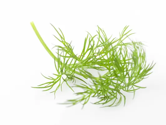 Dill Flowerpack Bunt