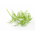 DILL FLOWERPACK BUNT
