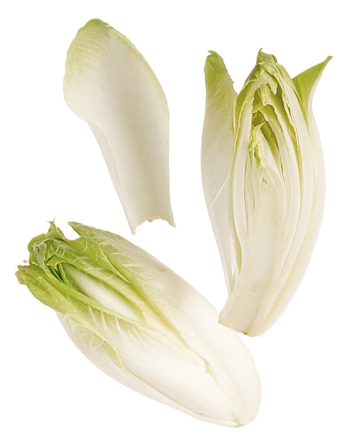 SALAT SIKORI/ENDIVE 500G PK