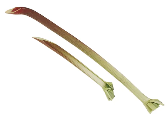 RHUBARB                 KG RHUBARB                 KG