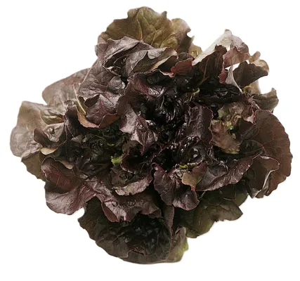 SALAT BATAVIA RØD STK SALAT BATAVIA RØD STK