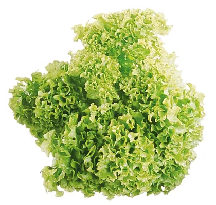 Salat Lollo Grønn Stk