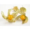 PHYSALIS 100G KURV