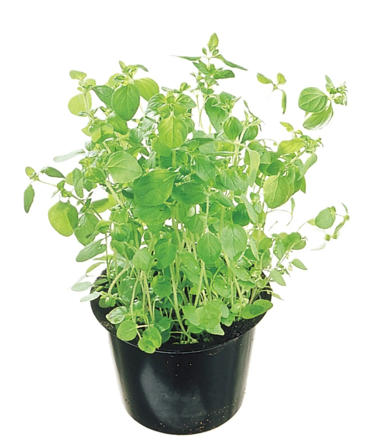 OREGANO URT KRYDDERP. POTTE