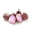 POLKABETER, CHIOGGIBETER KG
