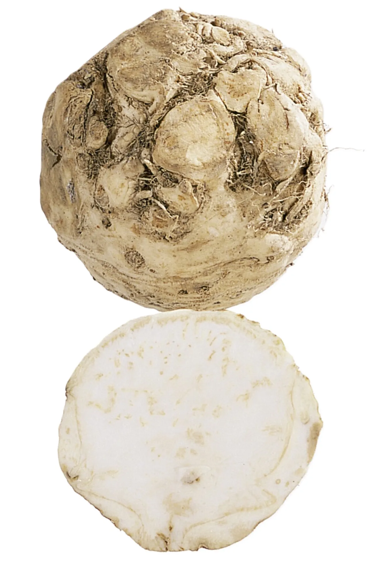 SELLERIROT KG