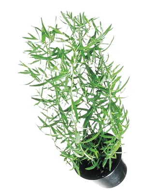 ESTRAGON, URT, FRISK POTTE ESTRAGON, URT, FRISK POTTE