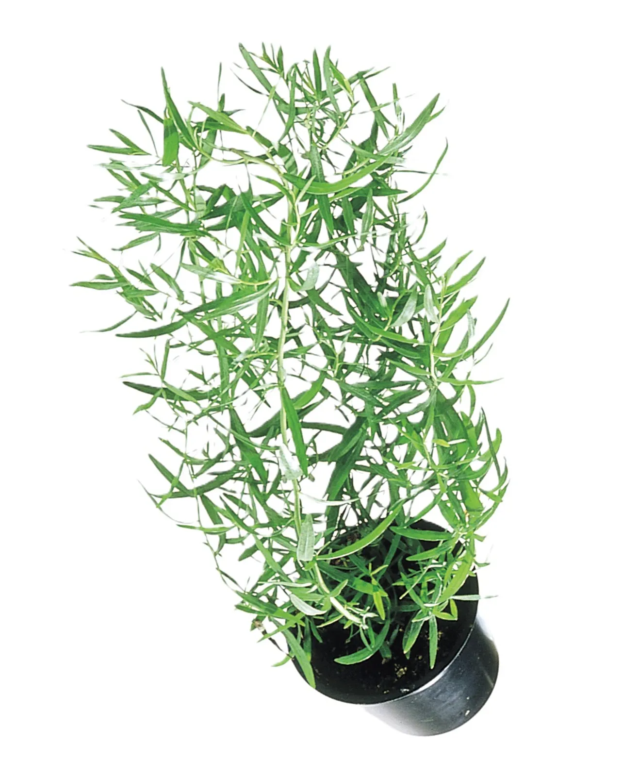 ESTRAGON, URT, FRISK POTTE