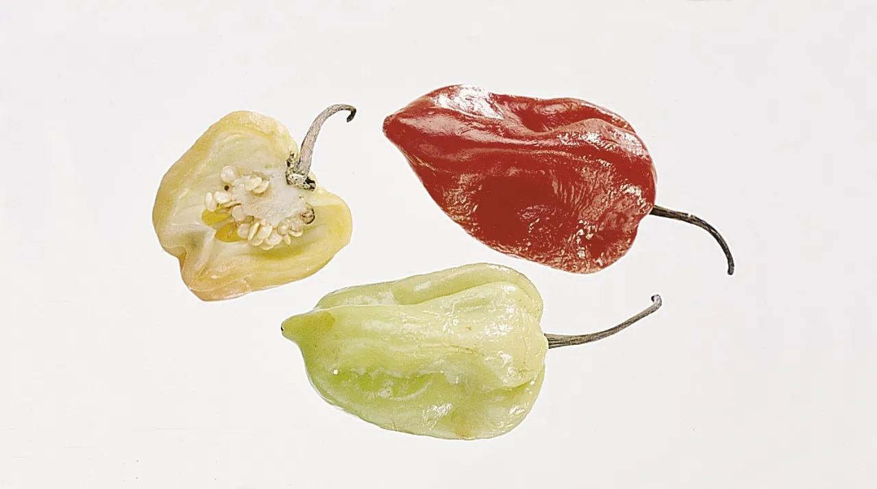 HABANERO PEPPER GUL KG
