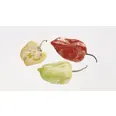 HABANERO PEPPER GUL KG