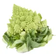 ROMANESCO KG