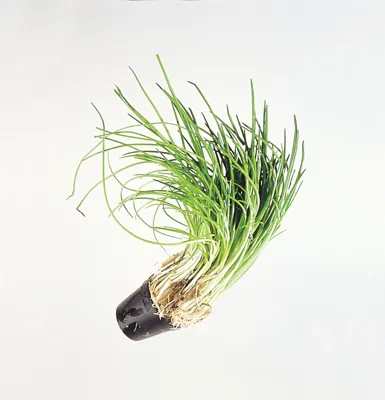 GRESSLØK I POTTE POTTE GRESSLØK I POTTE POTTE