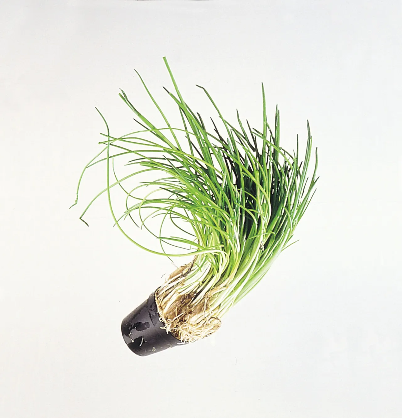 GRESSLØK I POTTE POTTE