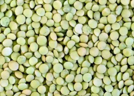 LINSER GRØNNE DU PUY B KG LINSER GRØNNE DU PUY B KG