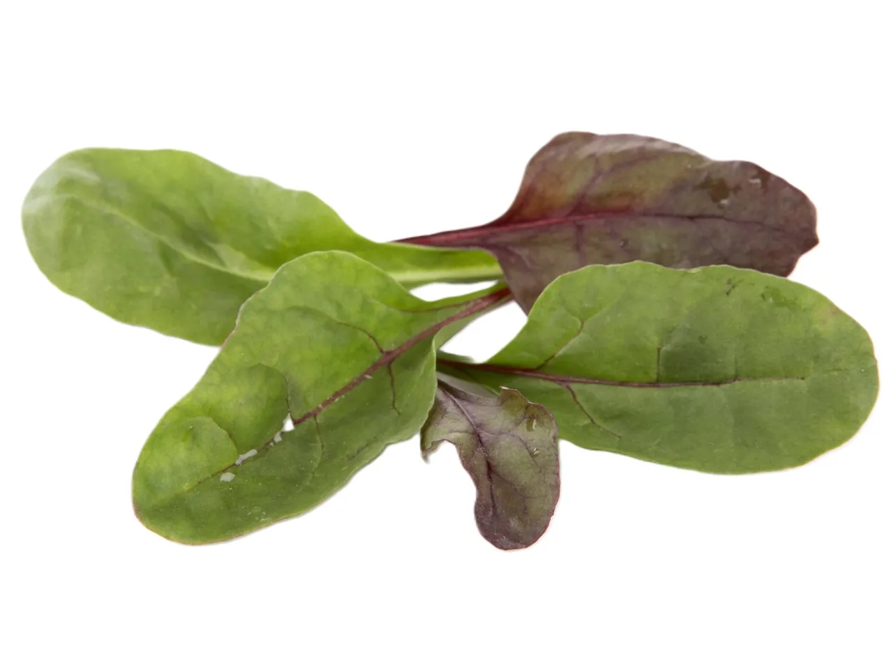 RED RHUBARB SALAT 100G PK