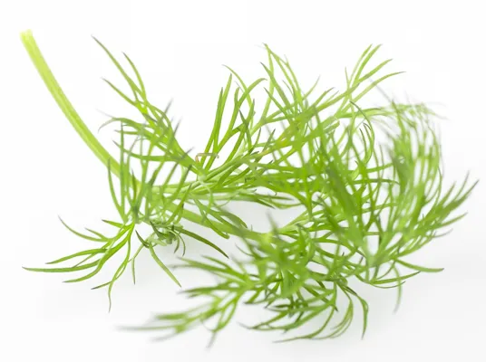 Dill Potte Stk