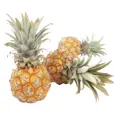ANANAS BABY STK