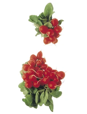 Reddiker Bunt