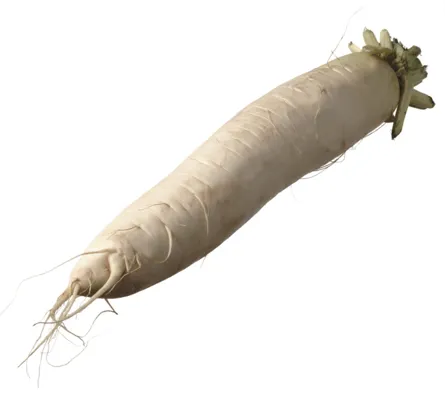 Rettich Kg