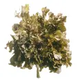 SALAT EKEBLAD GRØNN ELST. STK