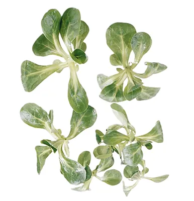 Salat Feld/Vårsalat Stk