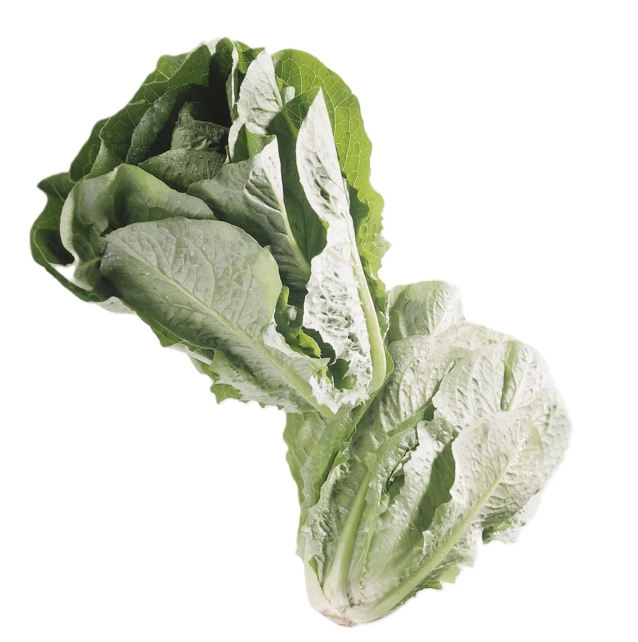 SALAT ROMANO STK