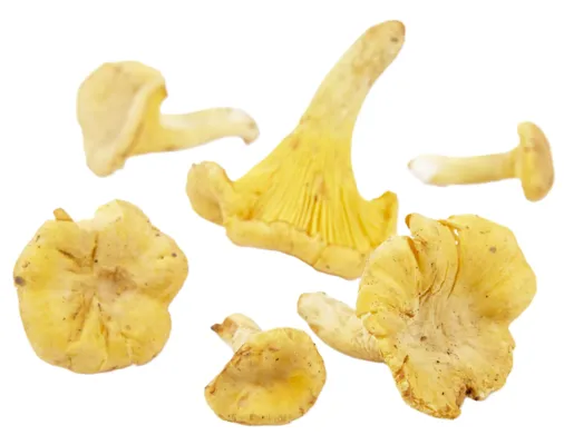 SOPP KANTARELLER KG SOPP KANTARELLER KG