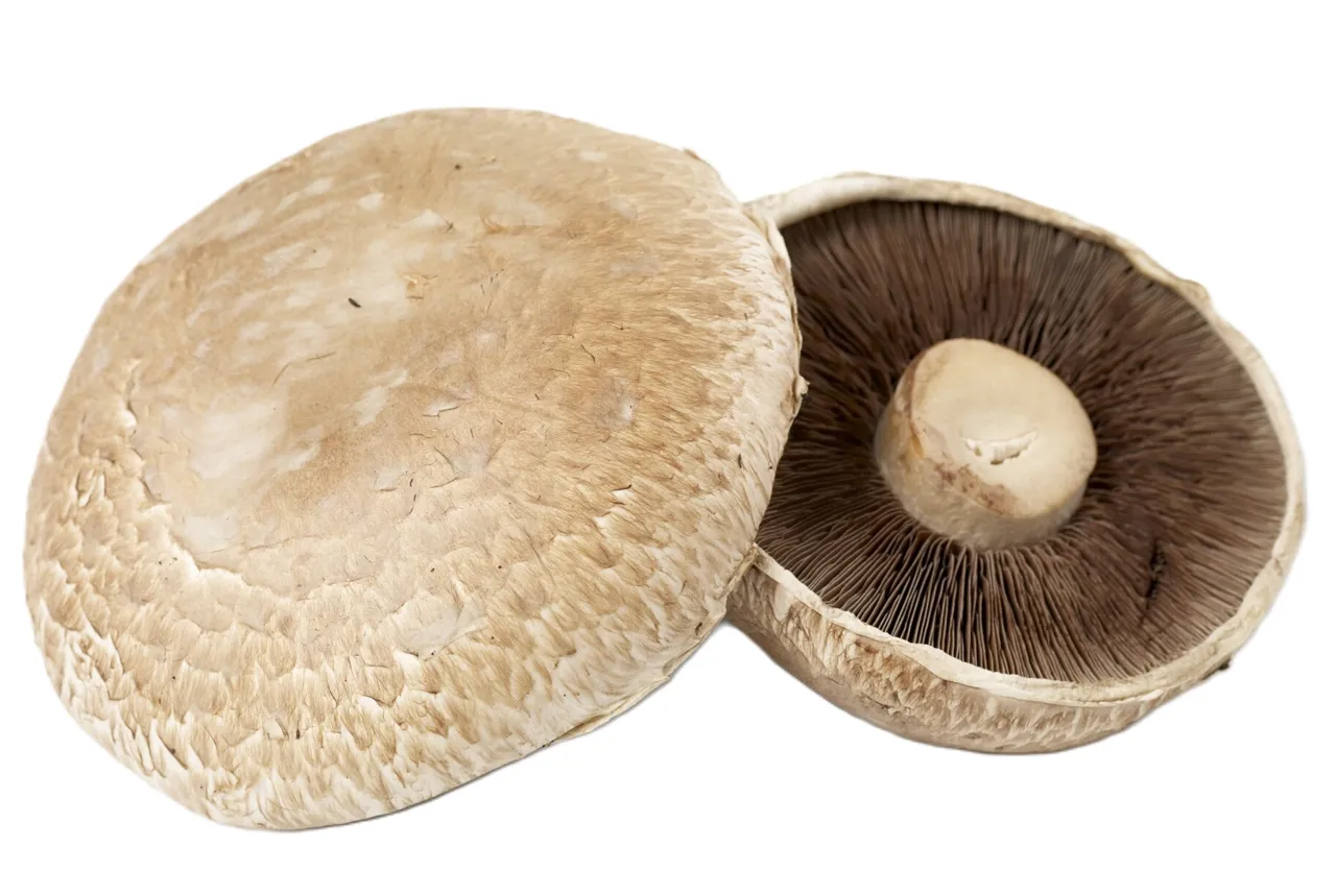 PORTOBELLO SOPP KG