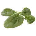 SPINAT 250G
