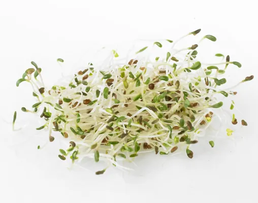 ALFALFA SPROUTS     PACK ALFALFA SPROUTS     PACK