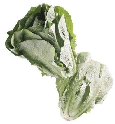 Salat Romano Kuttet 500g Stk