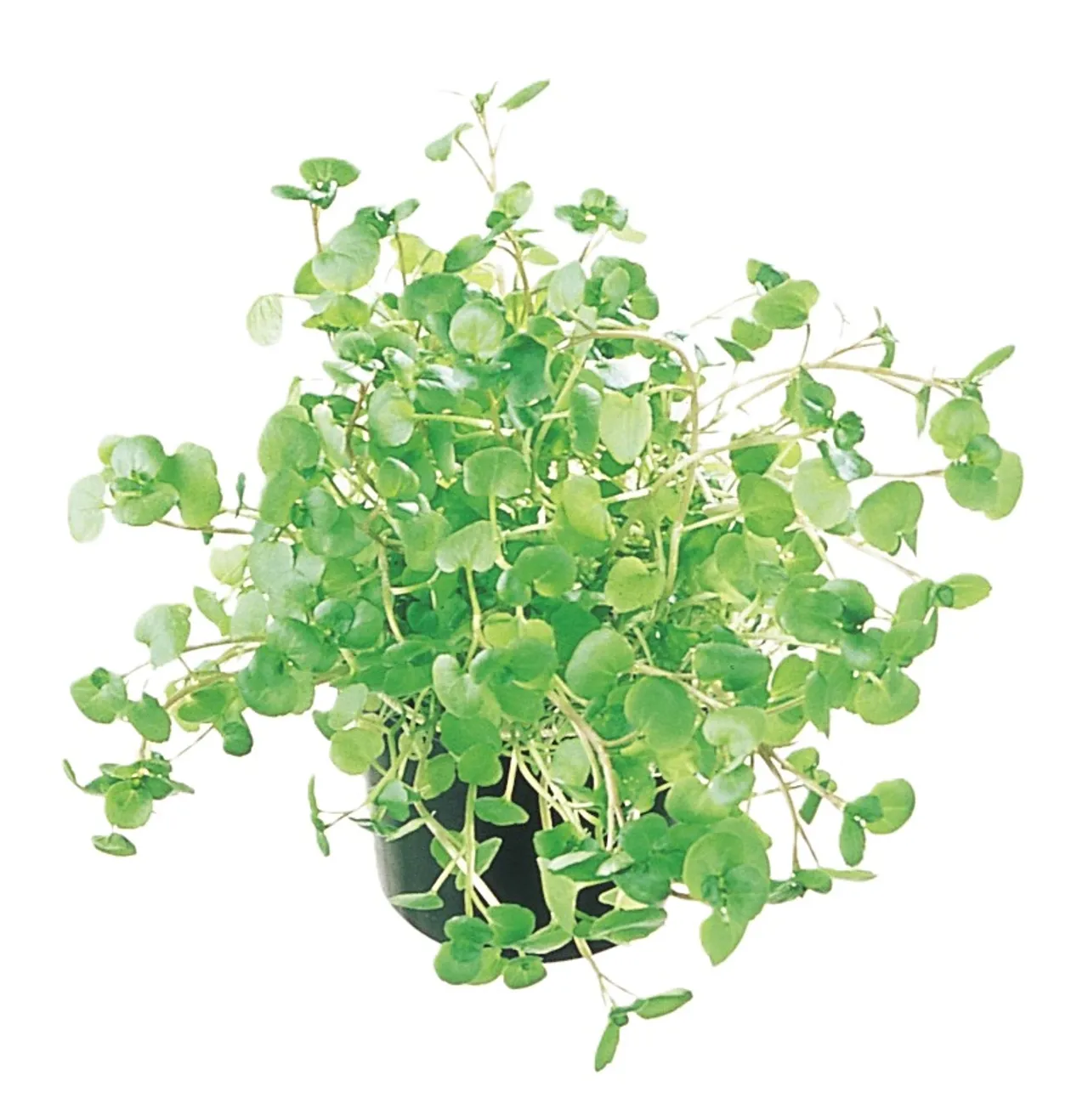 BRØNNEKARSE URTE POTTE