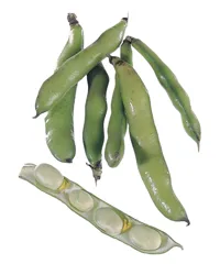 BØNNER HESTE, BONDEBØNNER KG