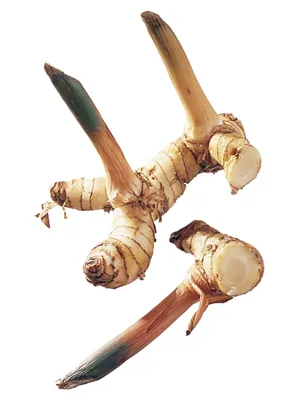 GALANGAROT KG GALANGAROT KG