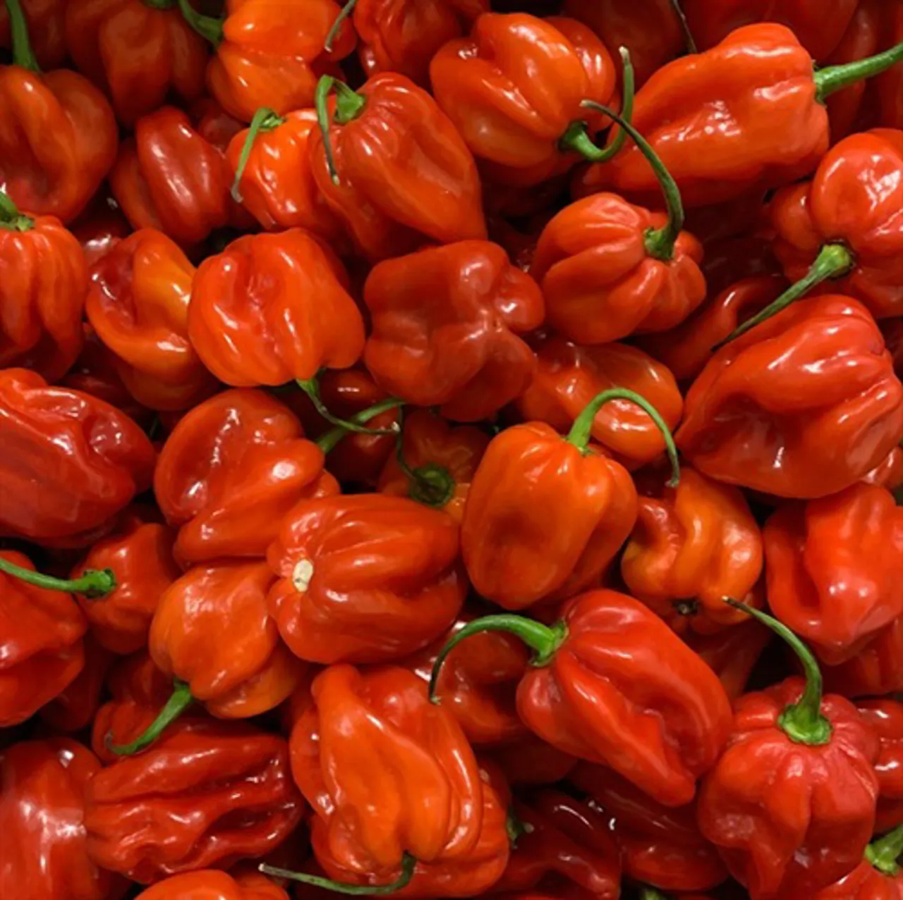 HABANERO PEPPER RØD KG