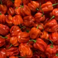 HABANERO PEPPER RØD KG