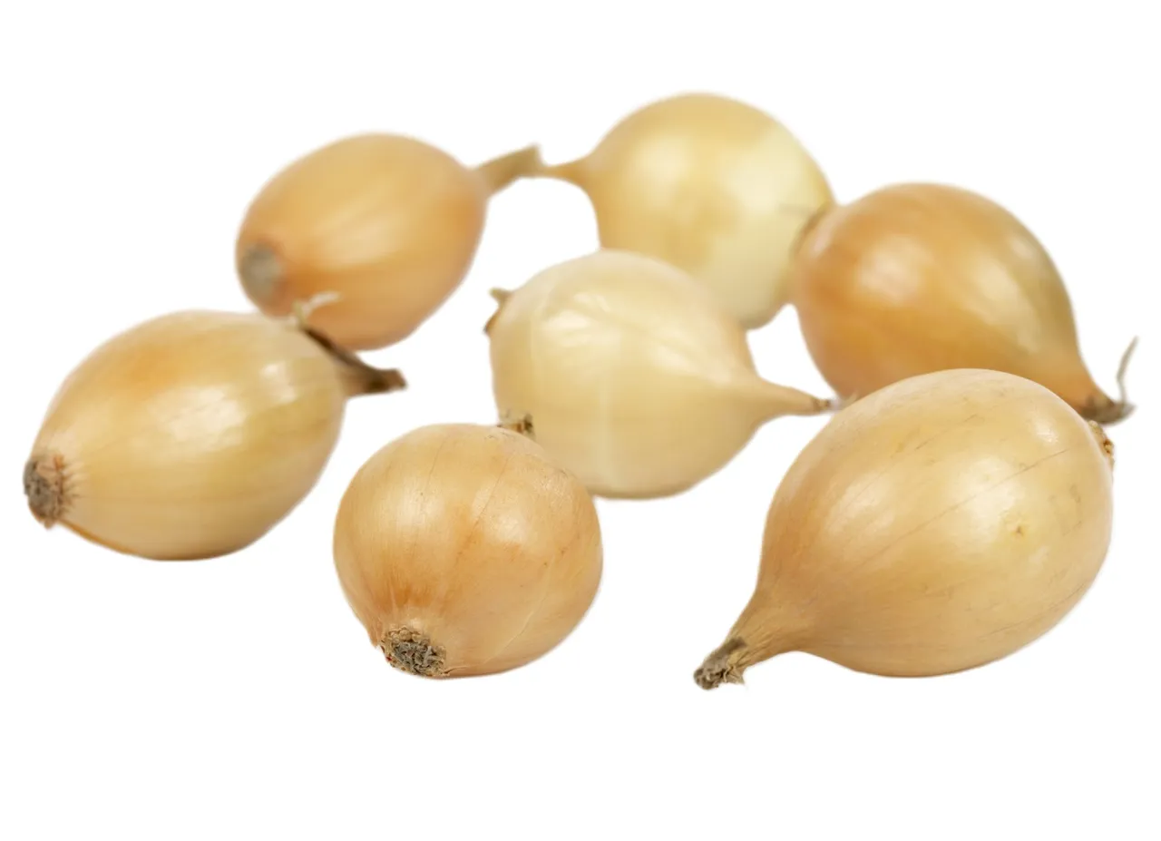 LØK STJERNE KG