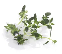 URTER SITRONTIMIAN STK