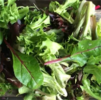 SALAT RESTAURANT 1KG PK