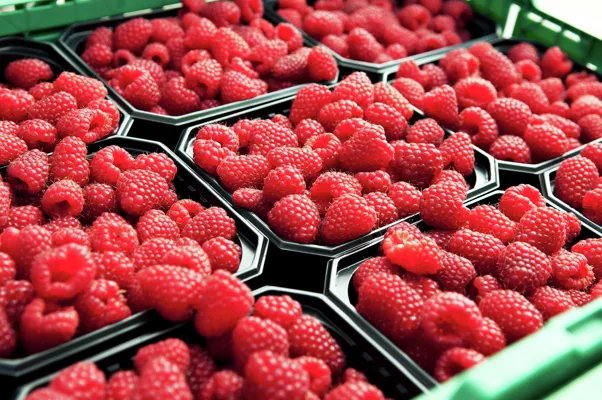 BRINGEBÆR NORSK 300G KRV BRINGEBÆR NORSK 300G KRV